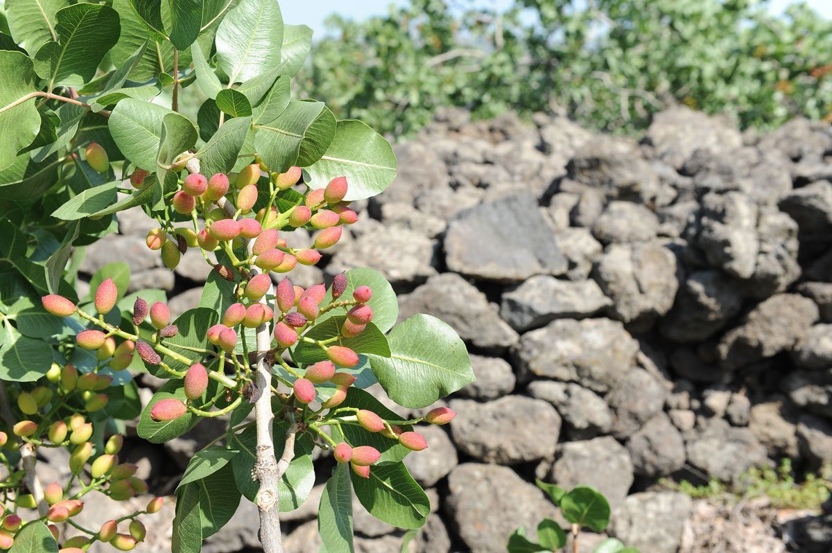 Photo of a branch with pistachios on the plant. and Background of a lava stone wall