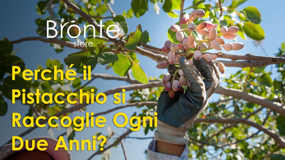 Hand picking pistachios directly from the plant. A text on the left reads: Why is the Pistachio Harvested Every Two Years?