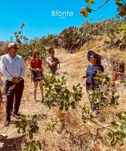 Tour Antico pistacchieto a Bronte con degustazione - Image 2